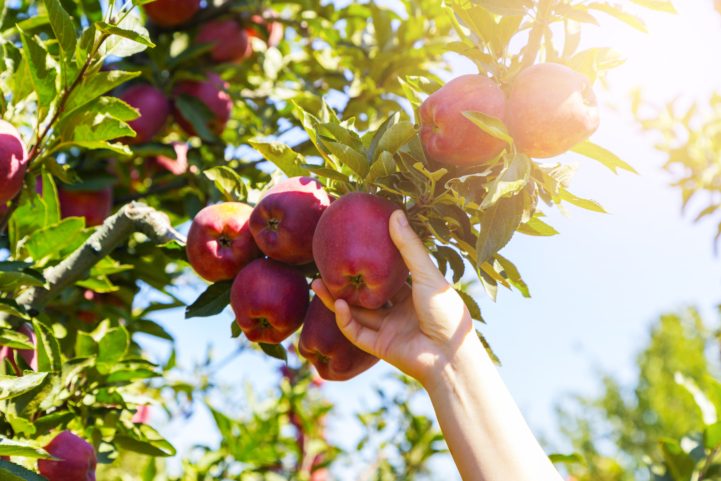 iStock\ فوائد التفاح