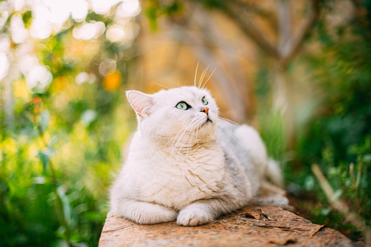 علماء يكتشفون: بهذه الطريقة يمكنك جذب انتباه قطتك دائماً