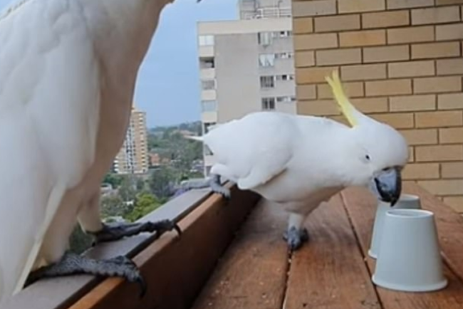 تغلَّب على البشر رغم إعاقته.. ببغاء خارق الذكاء يبدع في لعبة تخمين صعبة (فيديو)