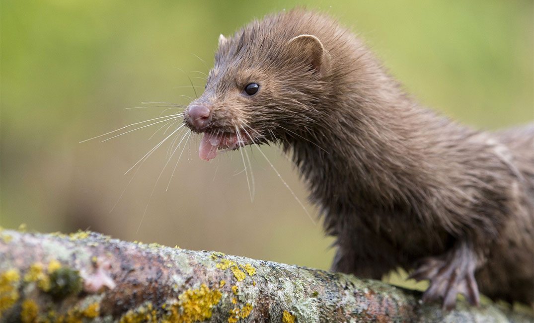 الدنمارك تقرر إعدام 17 مليون حيوان “منك”.. اكتشفوا تحوّر فيروس كورونا بداخله وانتقاله للبشر