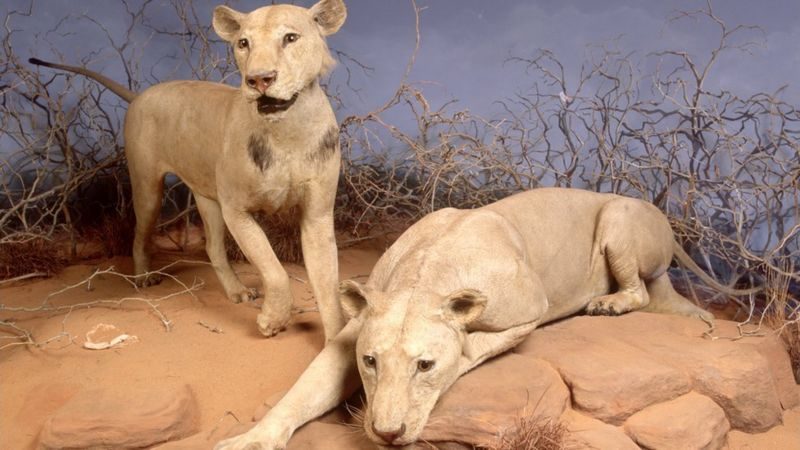 كنوز إفريقيا المنهوبة