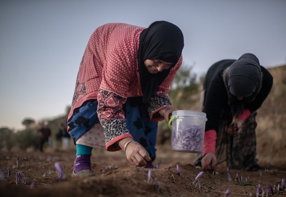 موسم قطف الزعفران في المغرب (خاص)