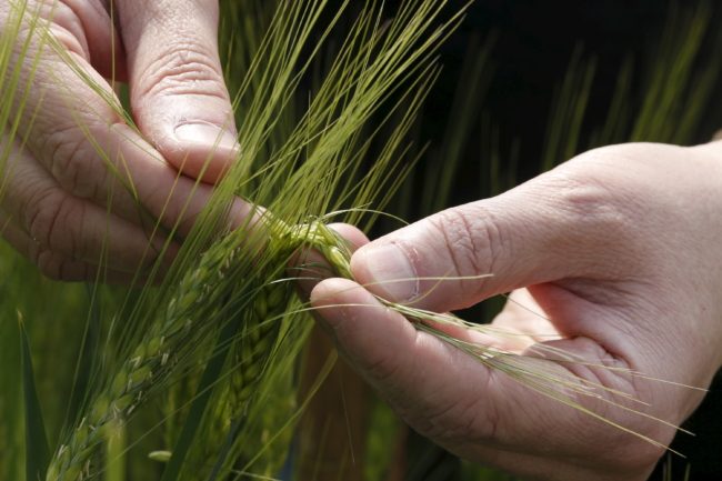 قمحٌ مقاوم للجفاف ومحاصيل ستؤمِّن مستقبل البشرية.. بذور نادرة هُرِّبت من سوريا لتطعم العالم بأسره