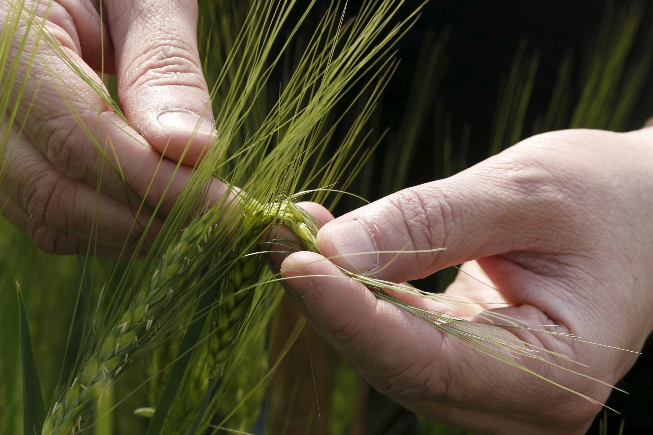 رويترز/ البحوث الزراعية في إيكاردا