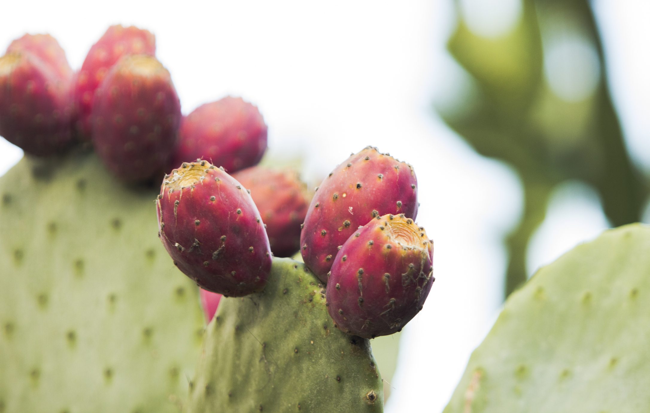 غني بالفيتامينات والمعادن.. تعرف على فوائد التين الشوكي المذهلة