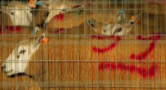 بلجيكا تحظر الذبح الحلال للحيوانات.. جمعيات لجأت إلى المحكمة الأوروبية لحقوق الإنسان لرفض القرار