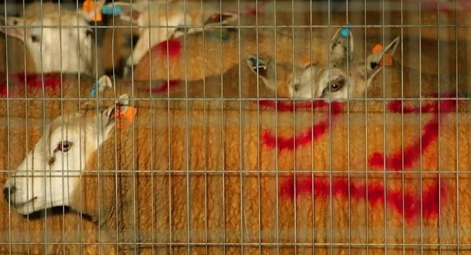 ذبح الحيوانات