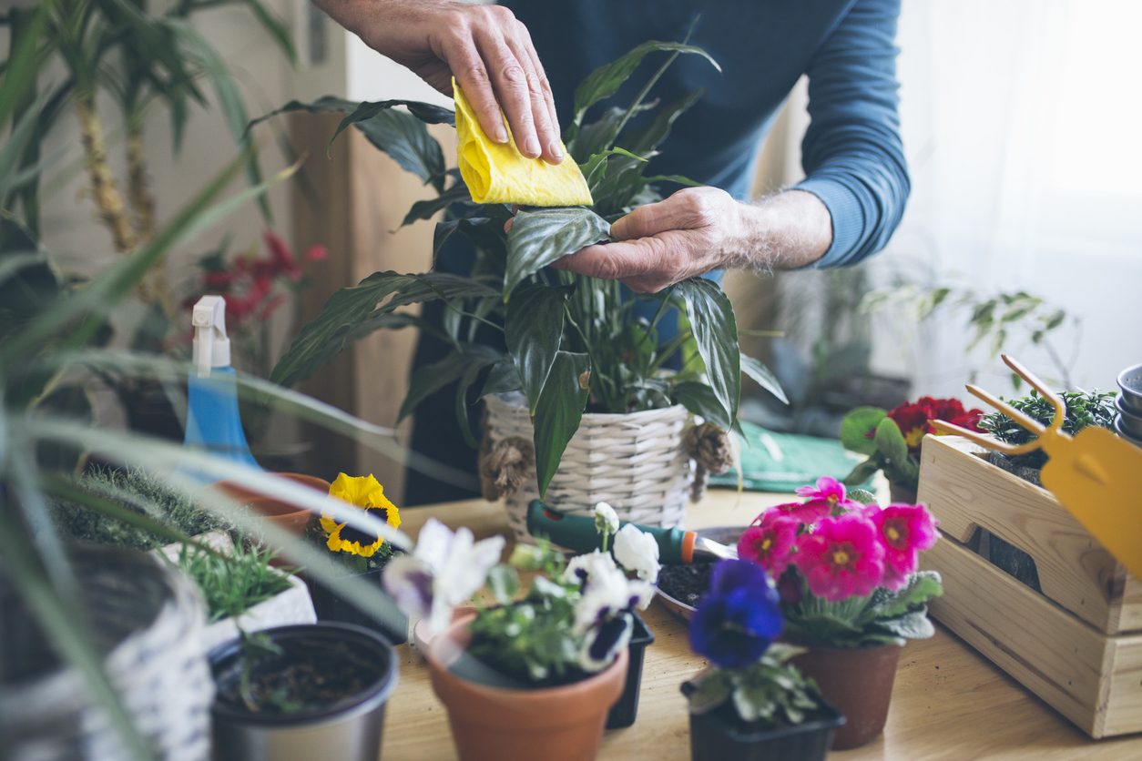 istock\ نباتات الزينة