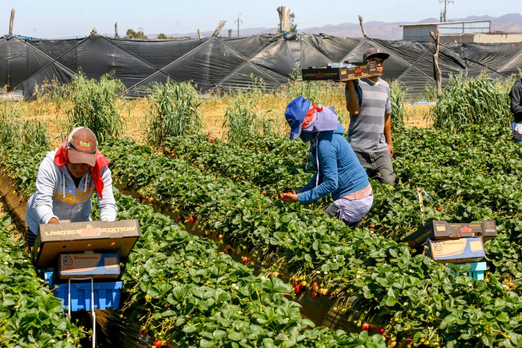 عاملات الفراولة في إسبانيا