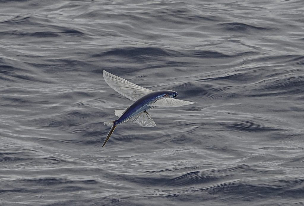 السمك الطائر