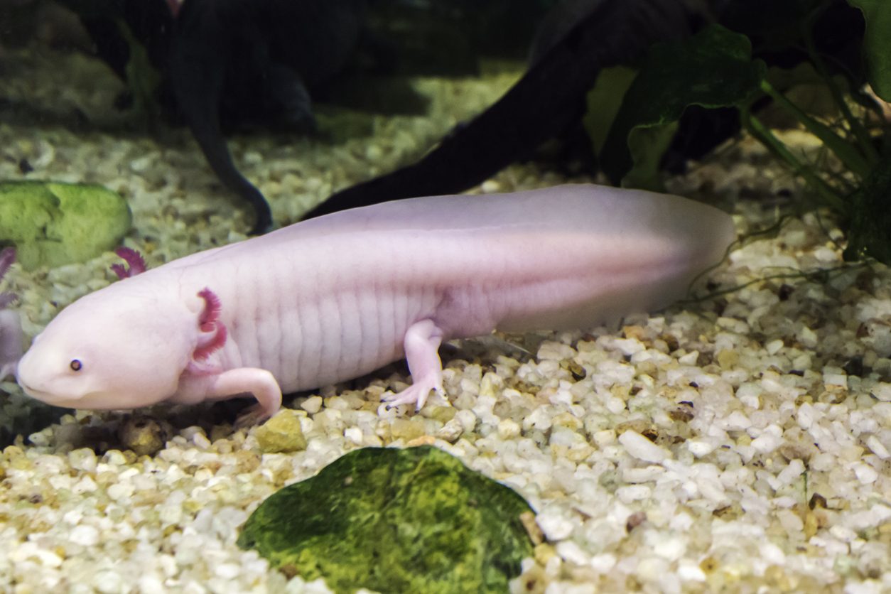 iStock/ عفريت الماء