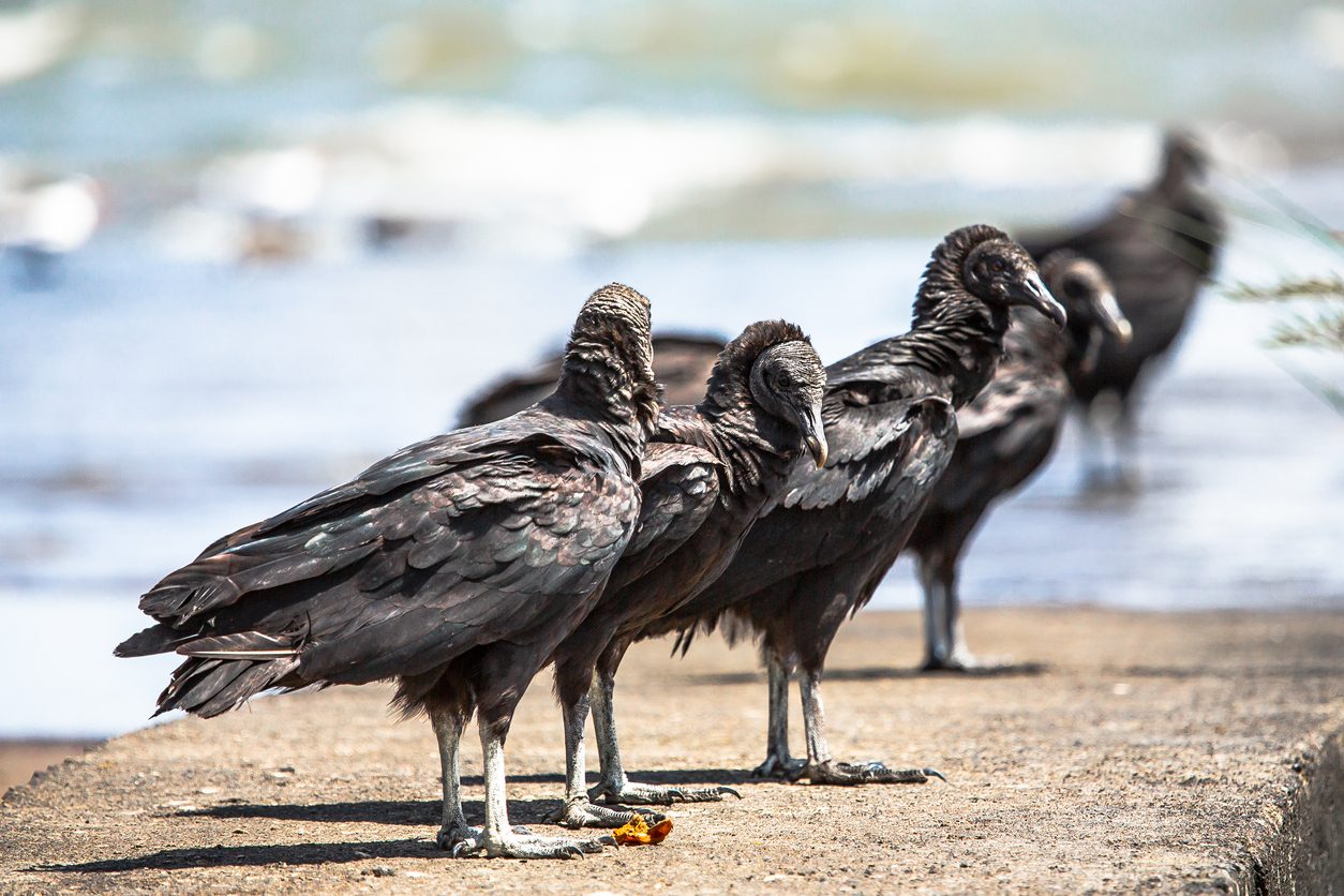 طيور مخيفة، طيور مفترسة
