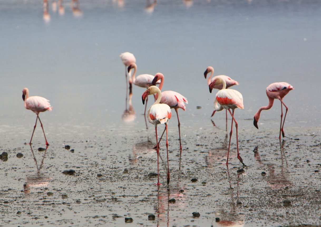 هل سمعتم عن بحيرة النطرون؟ حيث تتحول الحيوانات إلى تماثيل