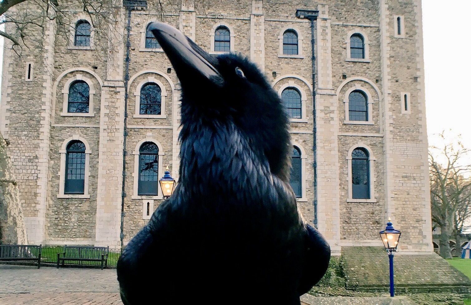 مجموعة الغربان التي تسكن سجن وقصر لندن الشهير لها مكانة خاصة