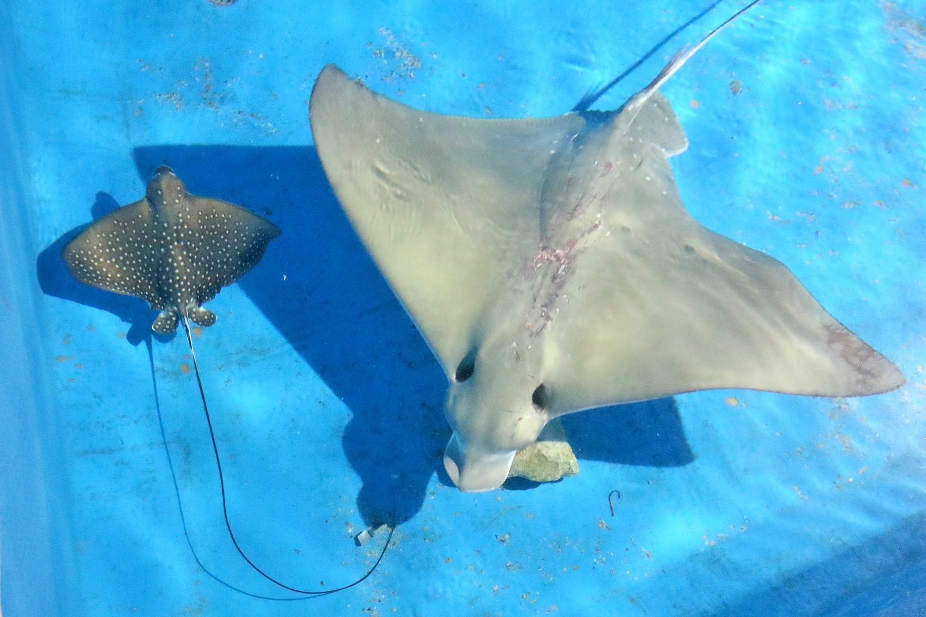 أسماك الشَّفانين العُقابية