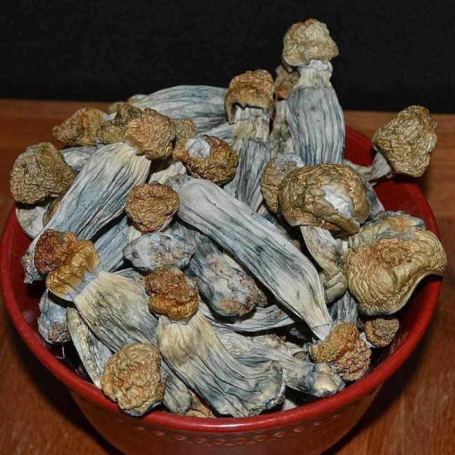 “فطر سحري ” ينمو في أوردة رجل! حقن نفسه بـ”شاي الفطر” للعلاج فتطورت حالته الصحية بشكل عجيب