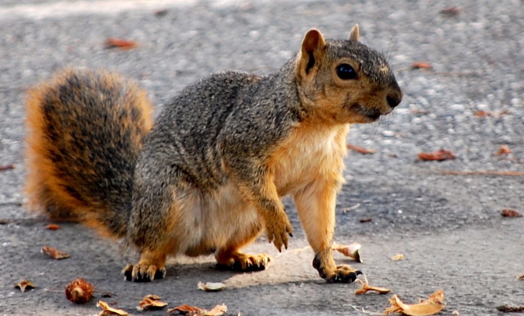 سناجب عنيفة تنهي عام الأزمات! هاجمت الأمريكيين ليلة رأس السنة بنيويورك وتسبَّبت في إصابة بعضهم (فيديو)