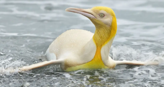 لأول مرة على الإطلاق! مصور للحياة البرية يكتشف طائر بطريق أصفر اللون جنوب المحيط الأطلسي (صور)