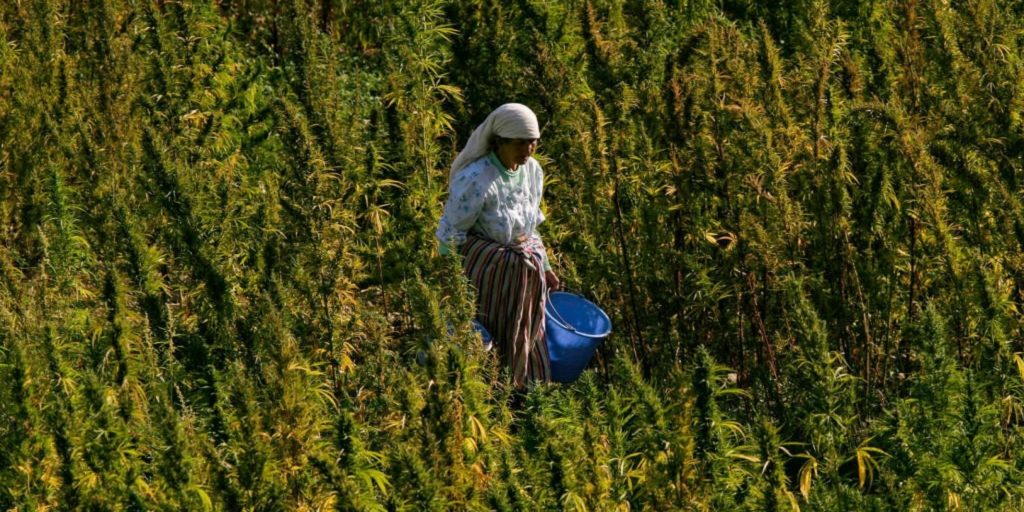 القنب الهندي زراعة القنب الهندي المغرب