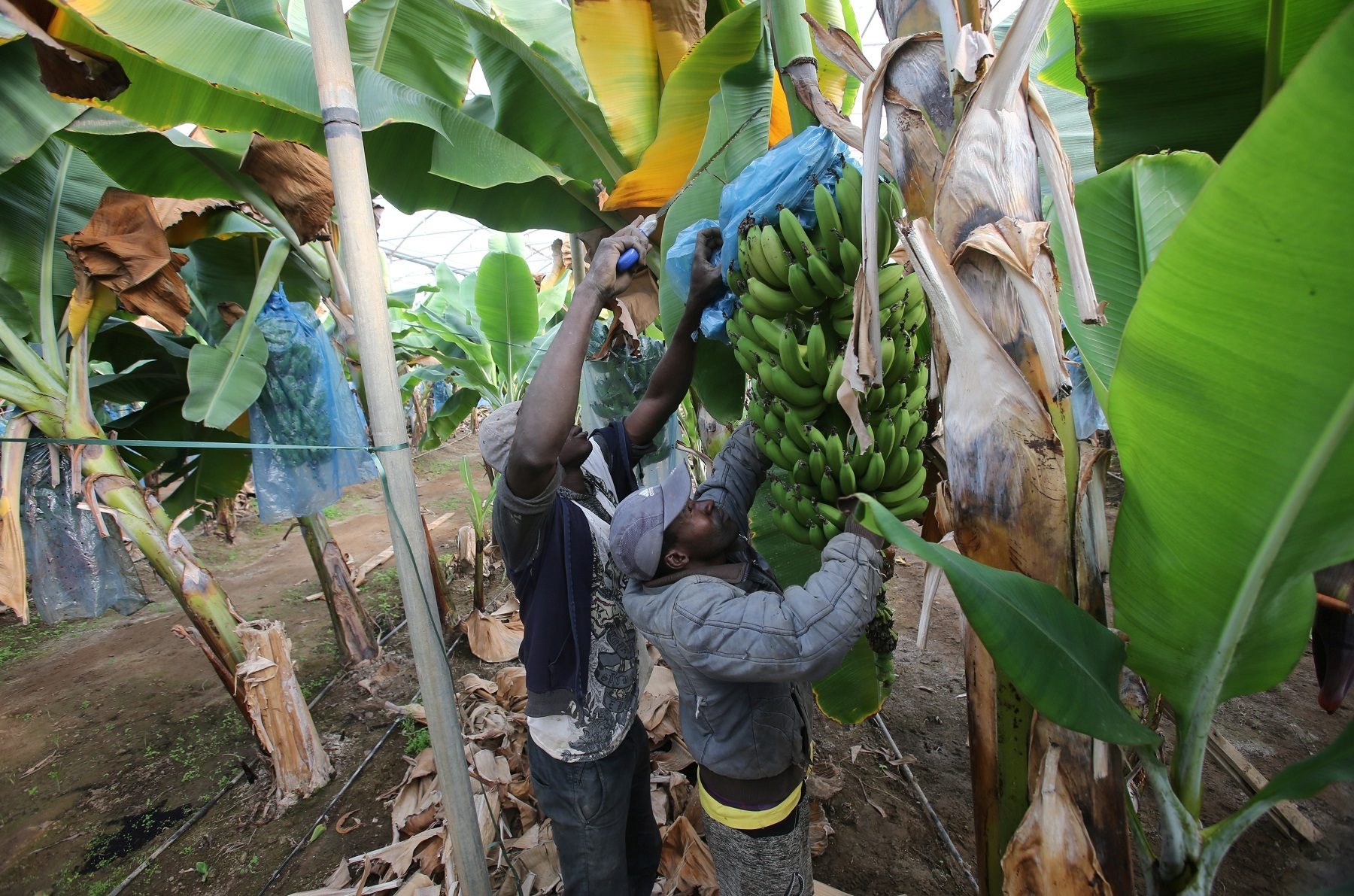 زراعة الموز بالجزائر تُدر دخلاً للبلاد وتوفر فرصاً للعمل