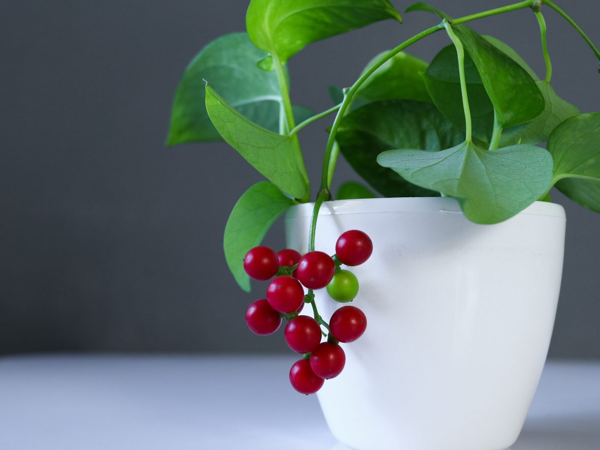 iStock/ زراعة الكرز