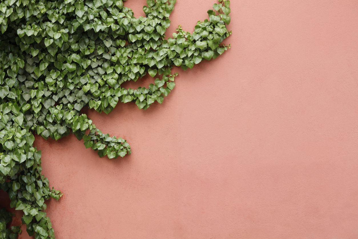 iStock/اللبلاب الإنجليزي Hedera Helix