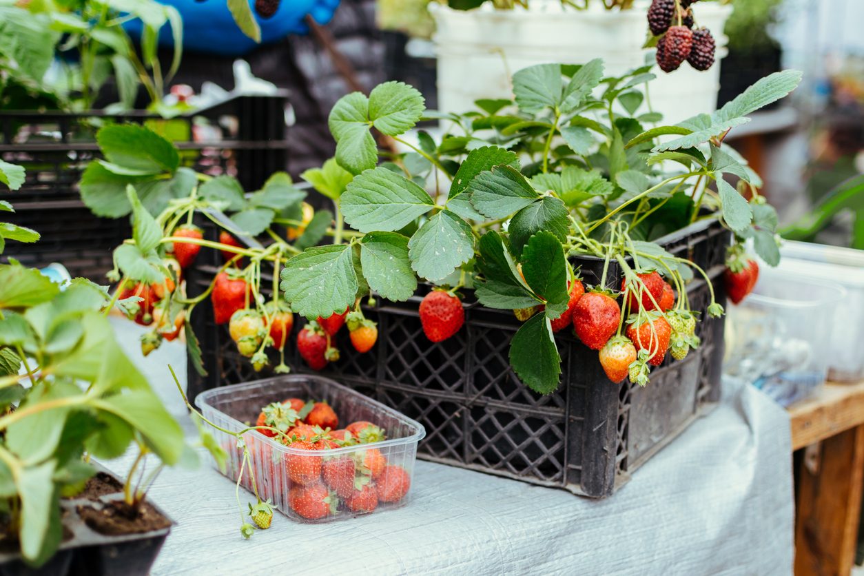 iStock/ أشجار فواكه يمكن زراعتها في المنزل