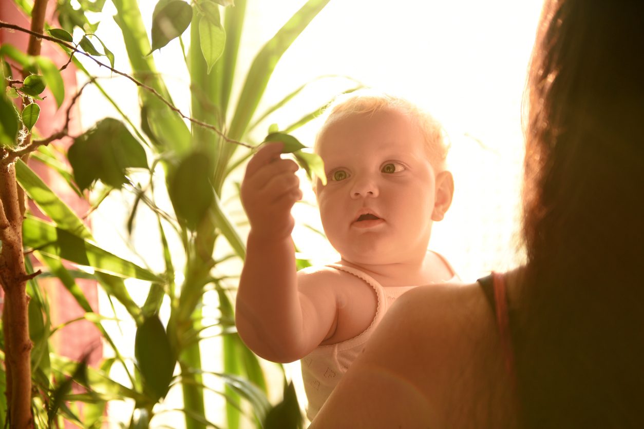 iStock/ نباتات منزلية سامة