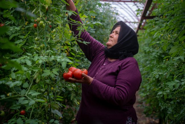 العثمانيون منعوا تناولها، والأوروبيون خافوا منها، وسكان الشام سمّوها “مؤخرة الشيطان”.. خرافات غريبة ارتبطت بالطماطم