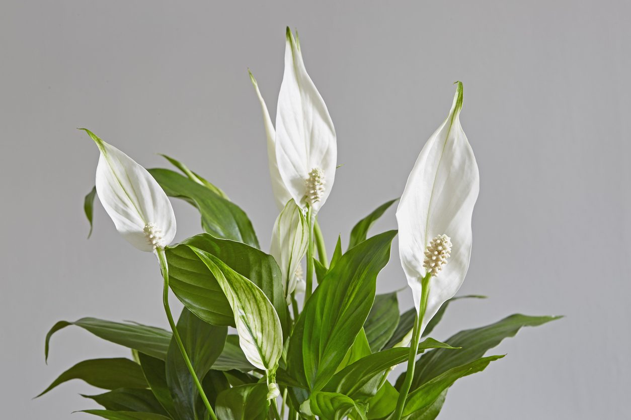 زنبق السلام Peace lily