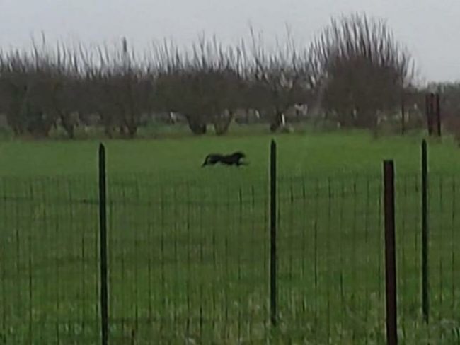 نمر أسود طليق يستنفر سلطات منطقة إيطالية! قطع 70 كيلومتراً وتجنب فخاخاً وُضعت له