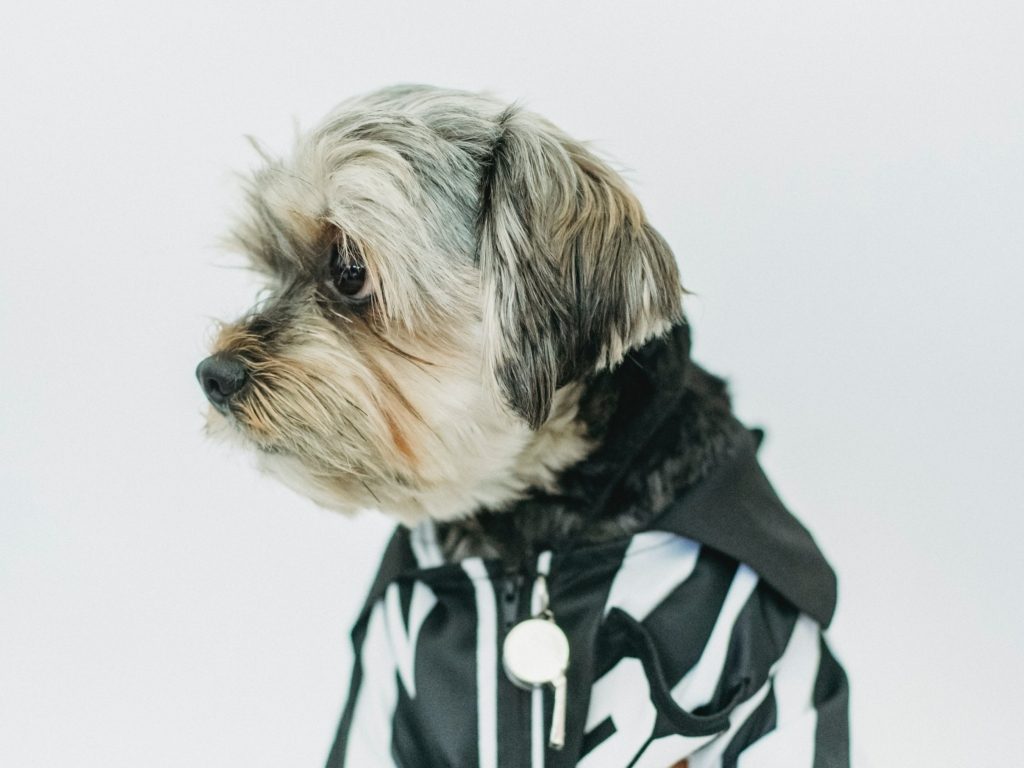 Pexels/ حيوانات تم انتخابها لتولي مناصب بدلاً من البشر