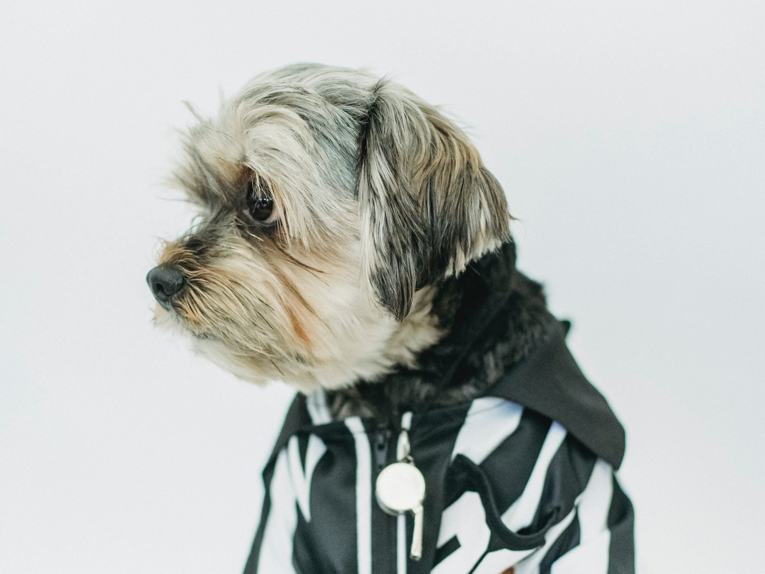 Pexels/ حيوانات تم انتخابها لتولي مناصب بدلاً من البشر