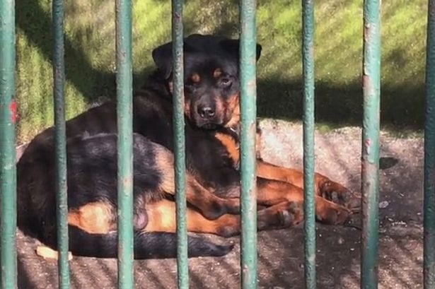 الكلب محل السخرية من الجمهور في حديقة الحيوان الصينية-منصات التواصل