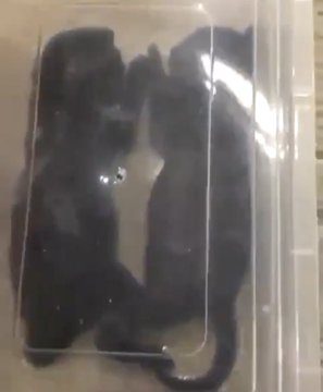 الكويت فيديو لمقتل قطتين