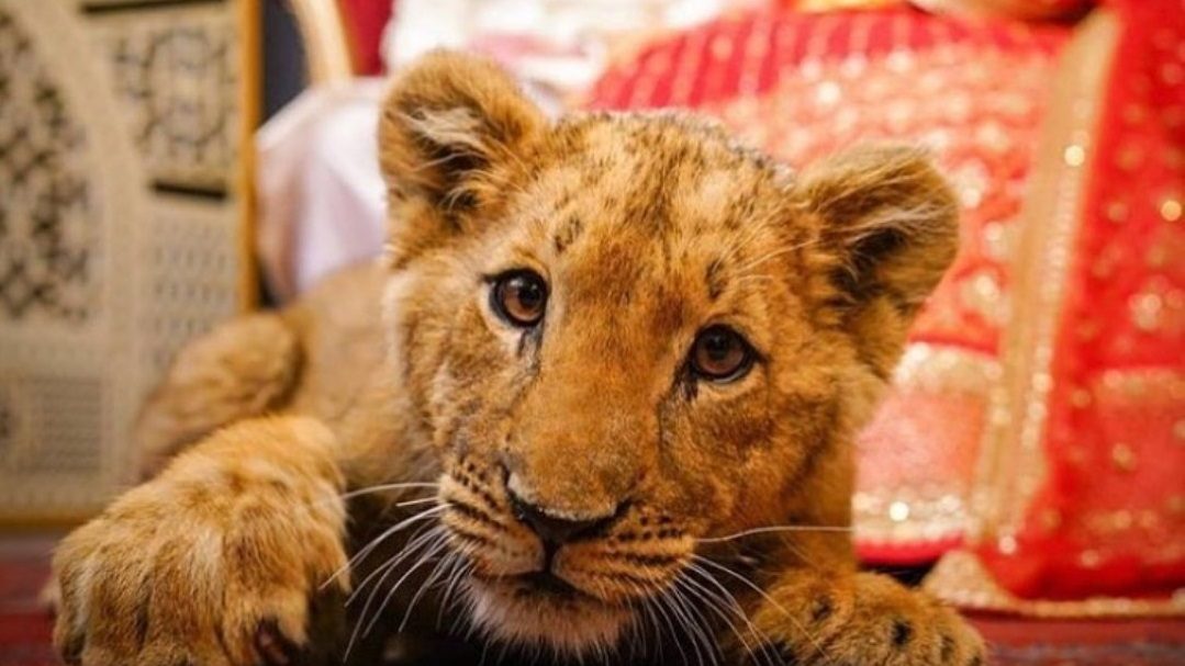 موضة جديدة في أعراس باكستان