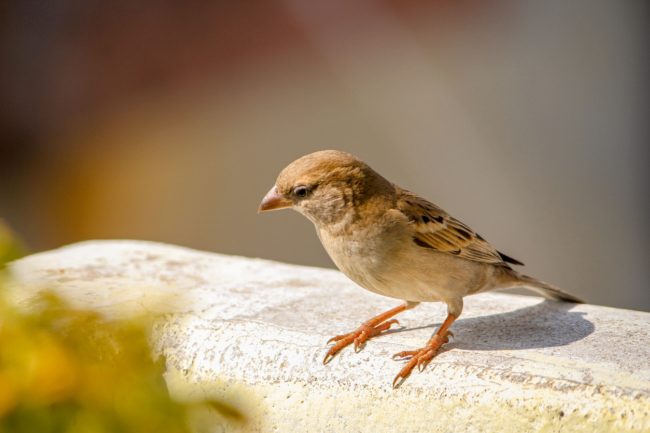قرّرت الصين قتله فمات 45 مليون مواطن.. طائر الدوري الذي يؤثر على حياتنا اليومية دون أن ندري