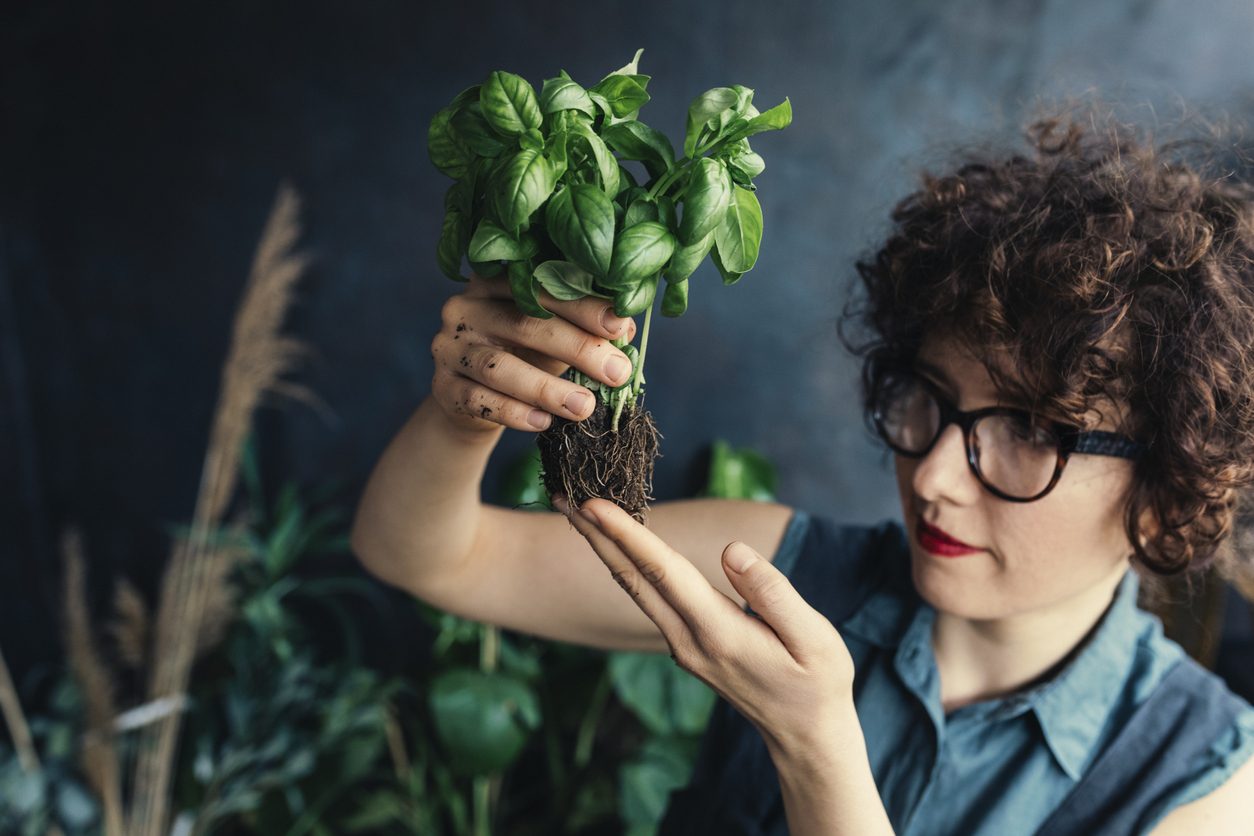 علاج تعفن جذور النباتات المنزلية