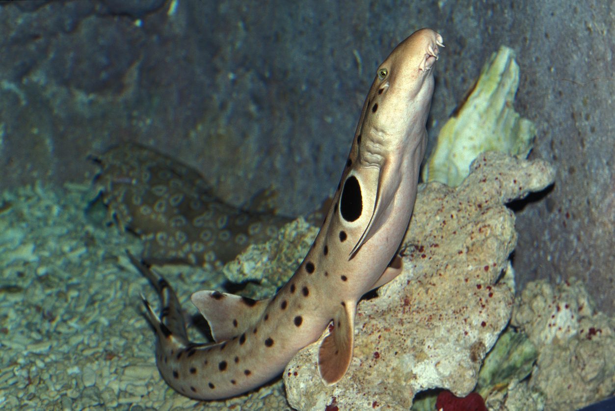 أسماك القرش الماشية