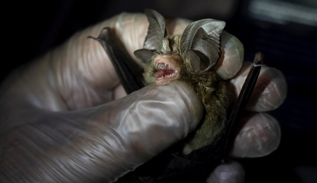 الخفافيش الفلبين كورونا