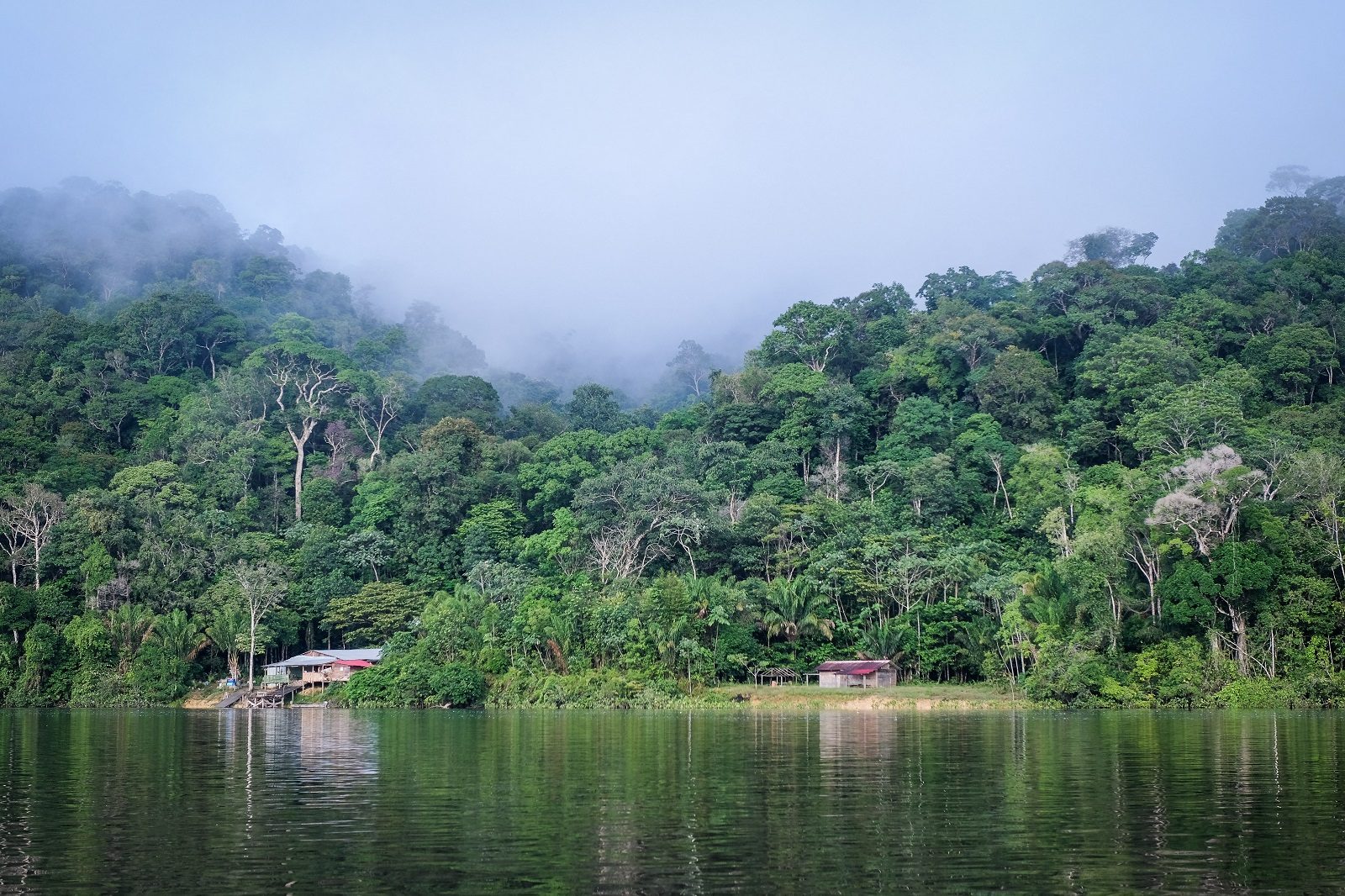 غابات الأمازون