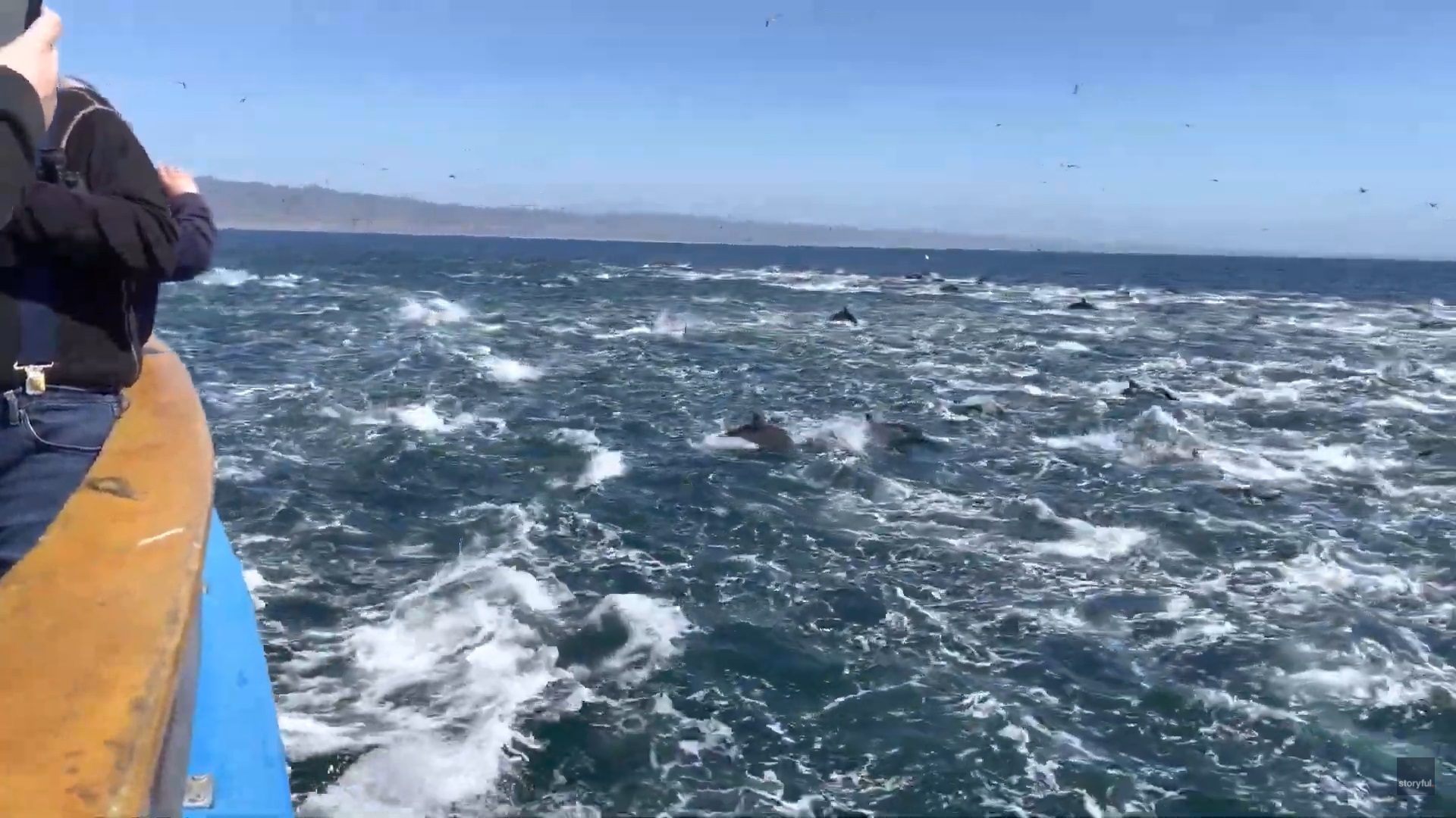 تواجد هذا العدد "الكبير" من الدلافين يُعدّ ظاهرة نادرة