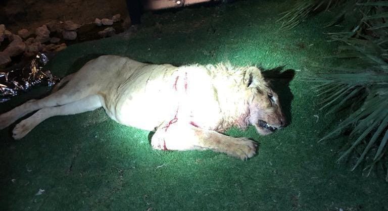 السعودية أسد يقتل شاب