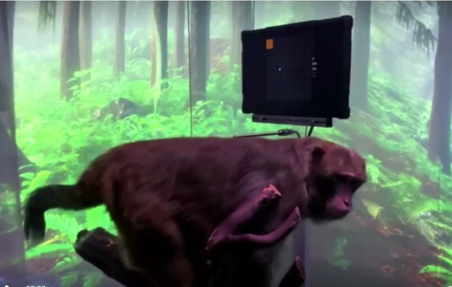 قرد يلعب لعبة فيديو