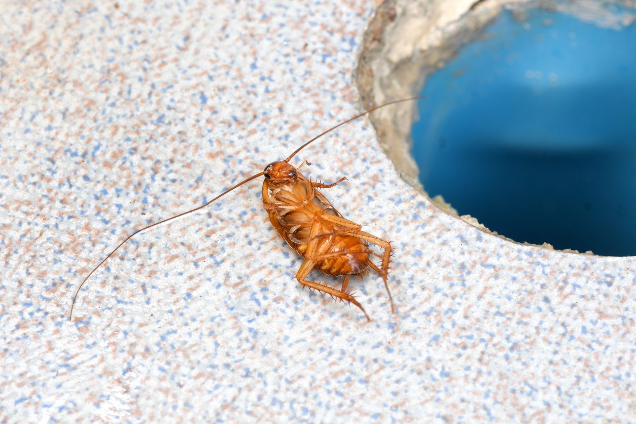 6 علاجات منزلية فعالة للقضاء على الصراصير فوراً دون الحاجة لأن تقتلها بنفسك