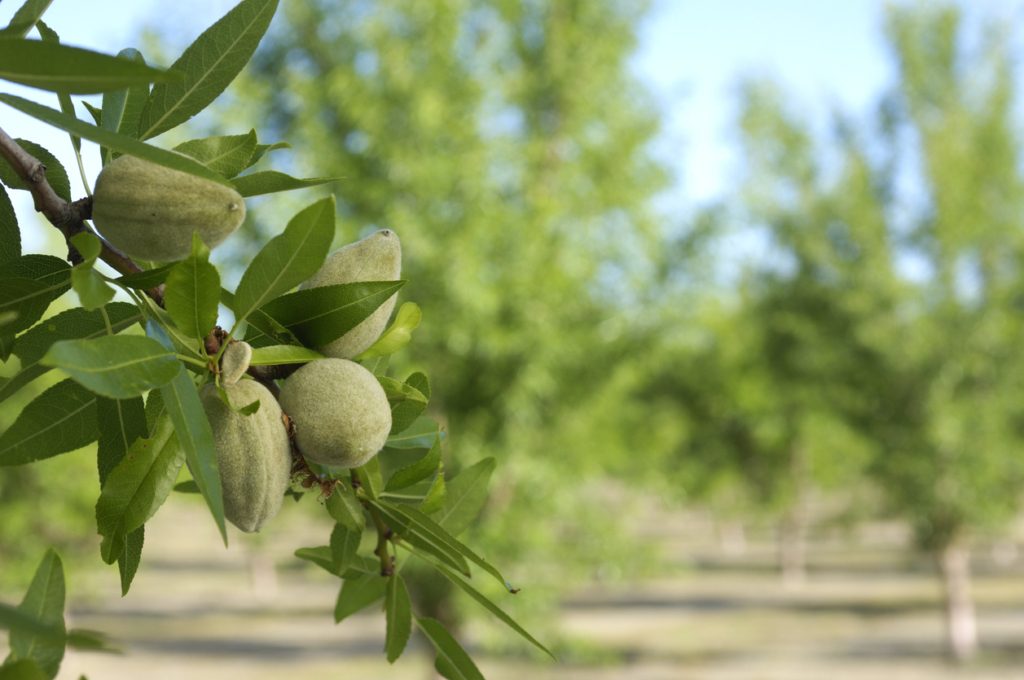 فوائد اللوز الأخضر