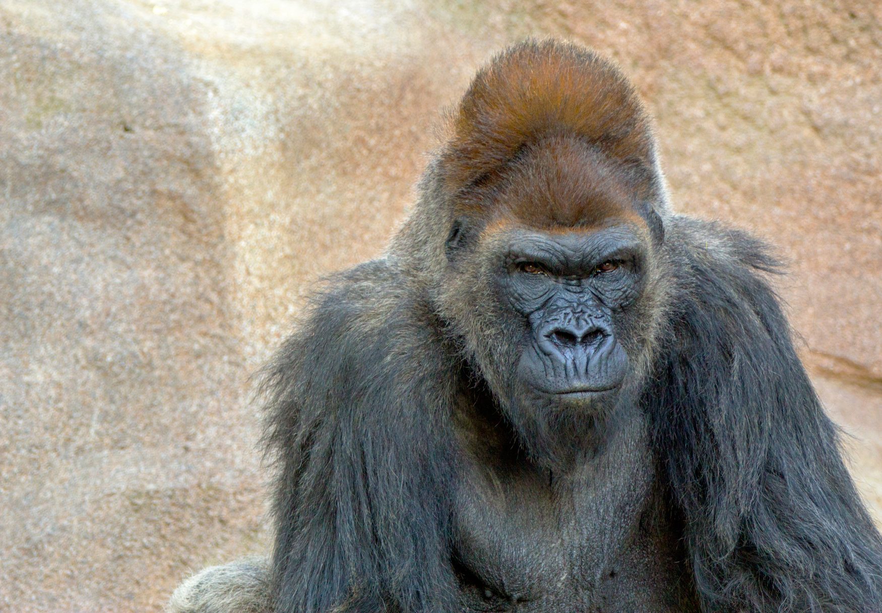 لفرض الهيمنة أو لجذب الإناث.. تعرَّف على أسباب ضرب الغوريلا على صدرها بحركة “كينغ كونغ” الشهيرة