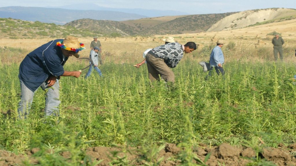 خلاف تقنين القنب الهندي في المغرب