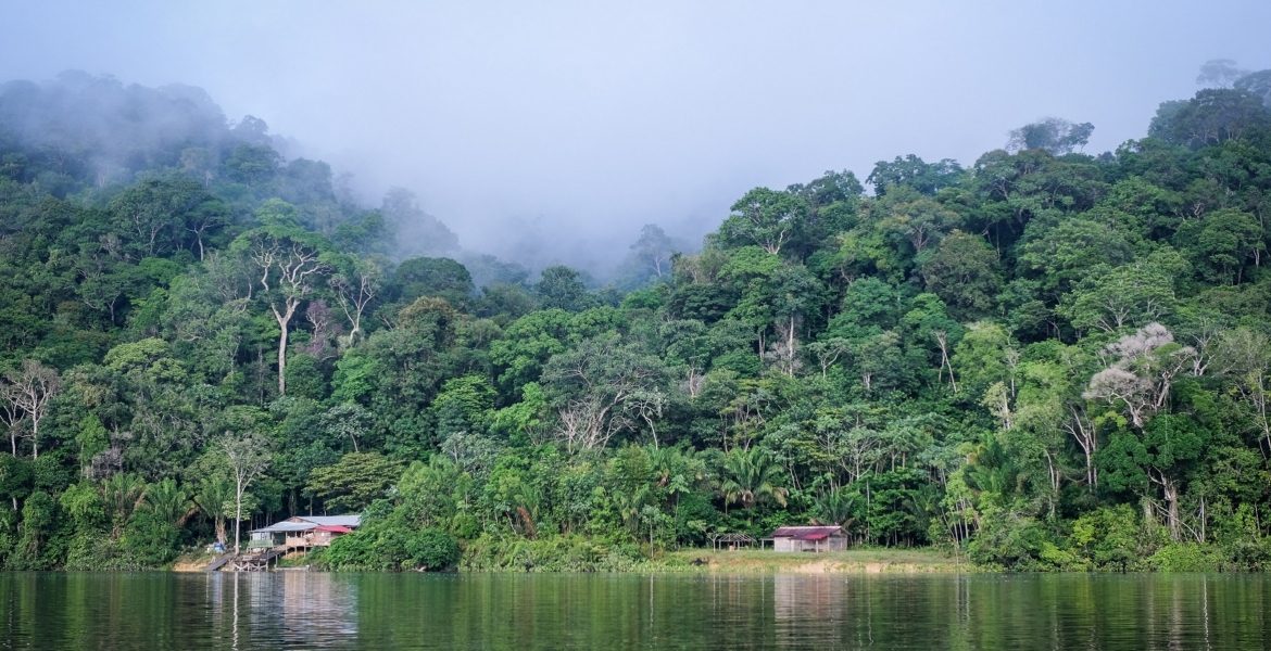 غابات الأمازون