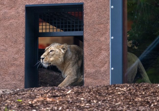 غرست أنيابها ومخالبها في جسده! فيديو للبؤة تُهاجم مدربها خلال عرض للسيرك أمام الجماهير